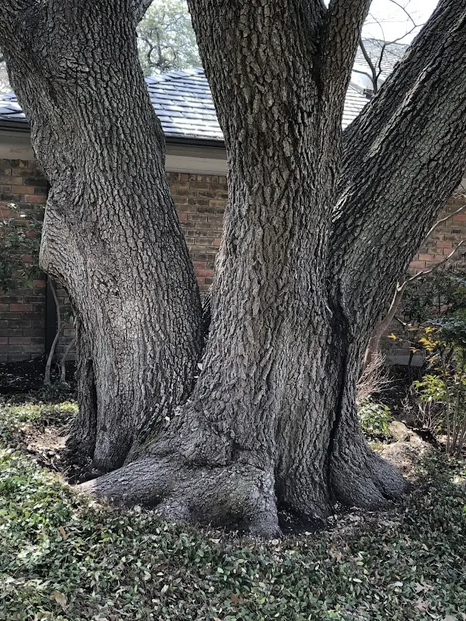 Mature heritage tree close to a Bolingbrook property cared for by certified arborists
