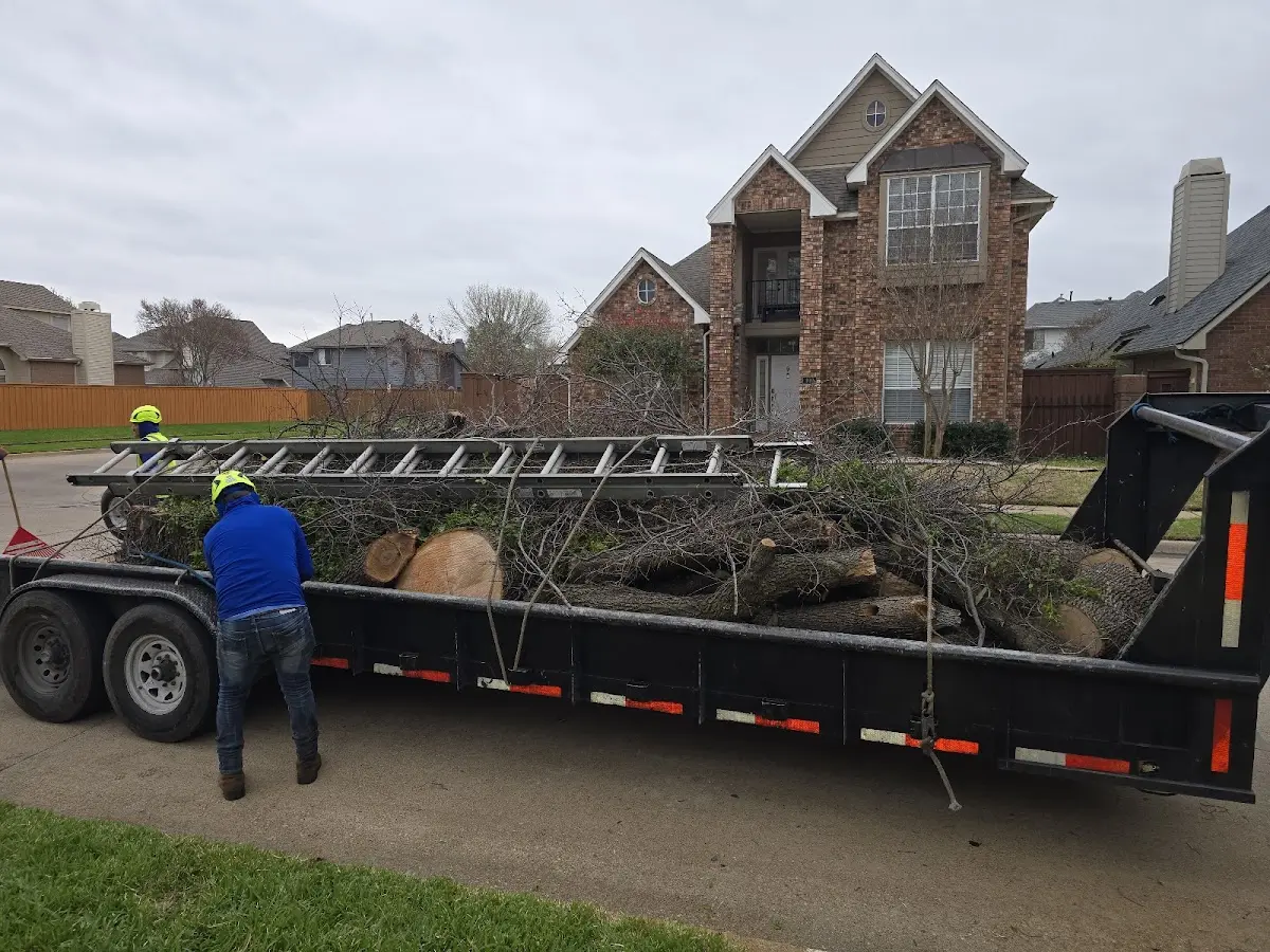 Expert Deadwooding with proper safety equipment in Bolingbrook